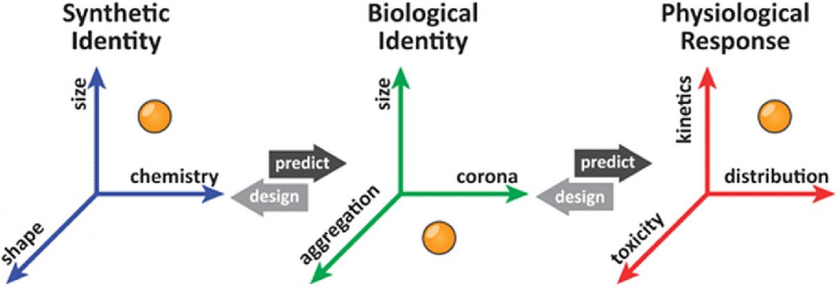 The importance of material characterization in nanotoxicology