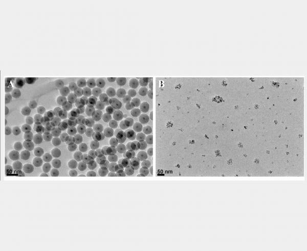 Proteomics Analysis