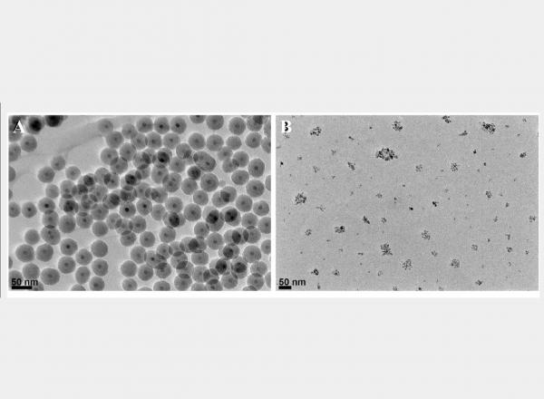 Proteomics Analysis